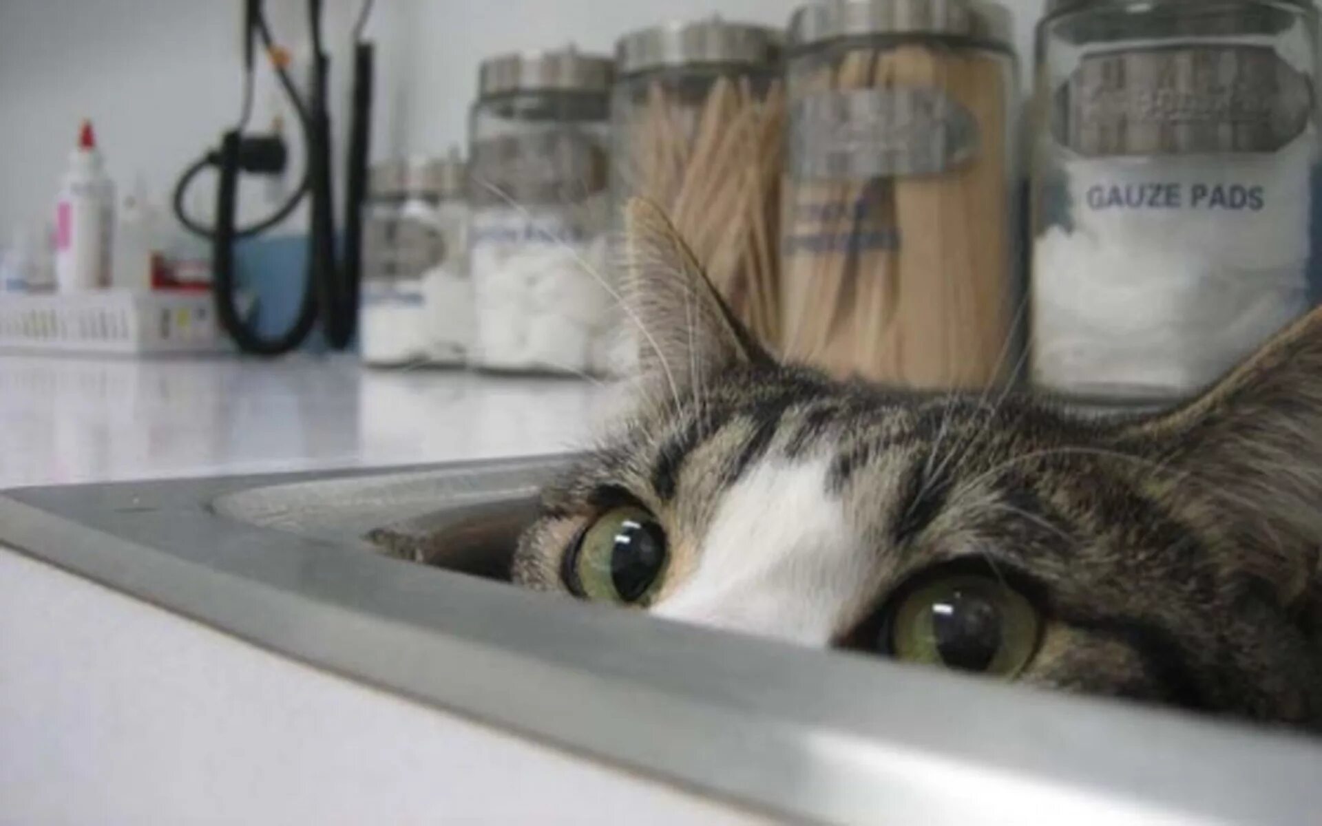 Now only cats will follow me