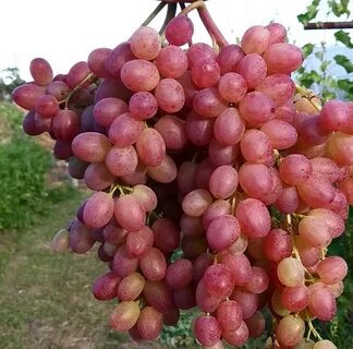Кишмиш велес виноград описание сорта фото отзывы