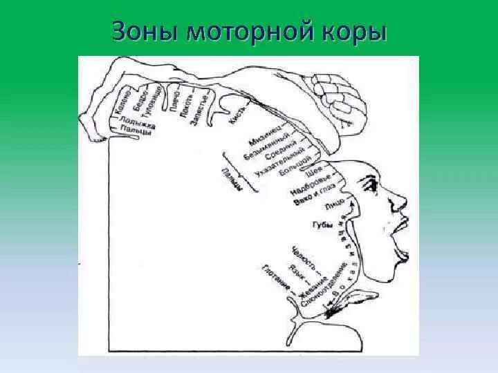 Моторная зона коры головного мозга. Двигательная зона коры головного. Дополнительные моторные зоны коры.