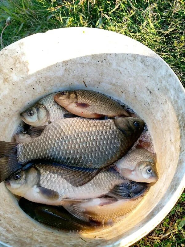 рыбаки шадринска