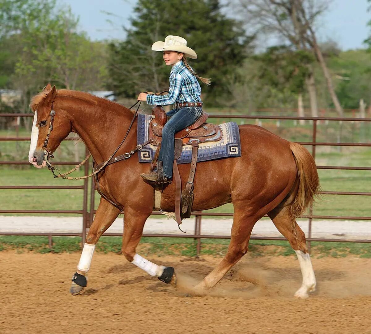 Ride a Horse. Pictures of Horse for teaching.