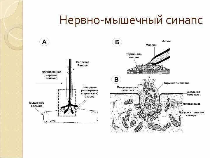 Утомление синапса. Нервно-мышечный синапс физиология. схема нервно-мышечного синапса скелетной мышцы. схема нервно мышечного синапса физиология. нарисуйте строение нервно мышечного синапса.