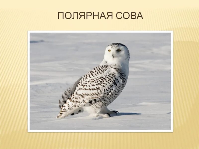 Полярная сова сообщение 4 класс окружающий. Полярная сова презентация. презентация на тему полярная сова. белая сова презентация. полярная сова проект.
