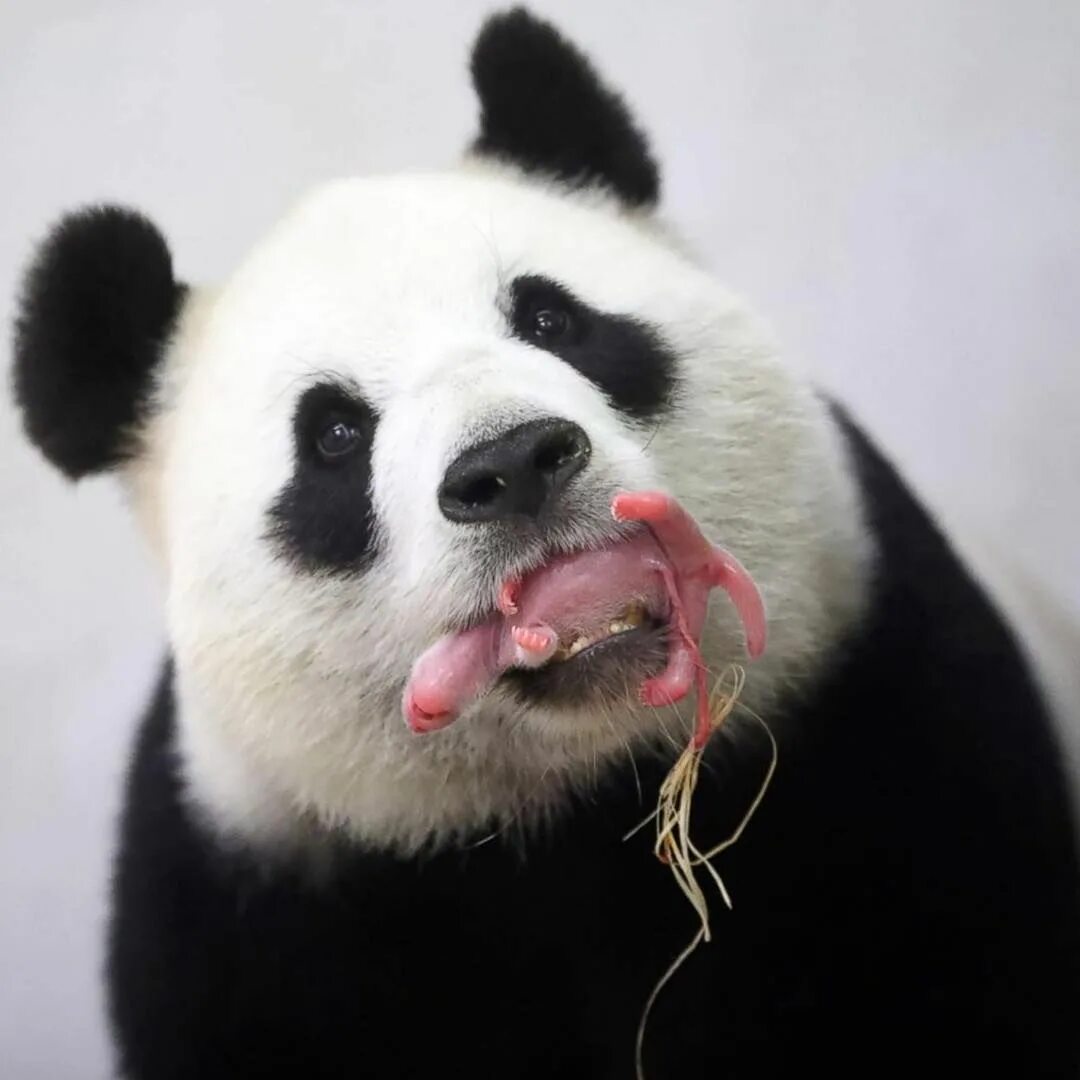Panda have
