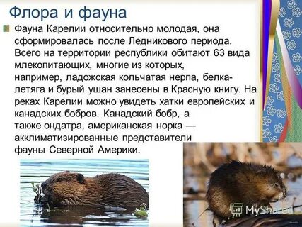 Выберите из списка особенность природы карелии