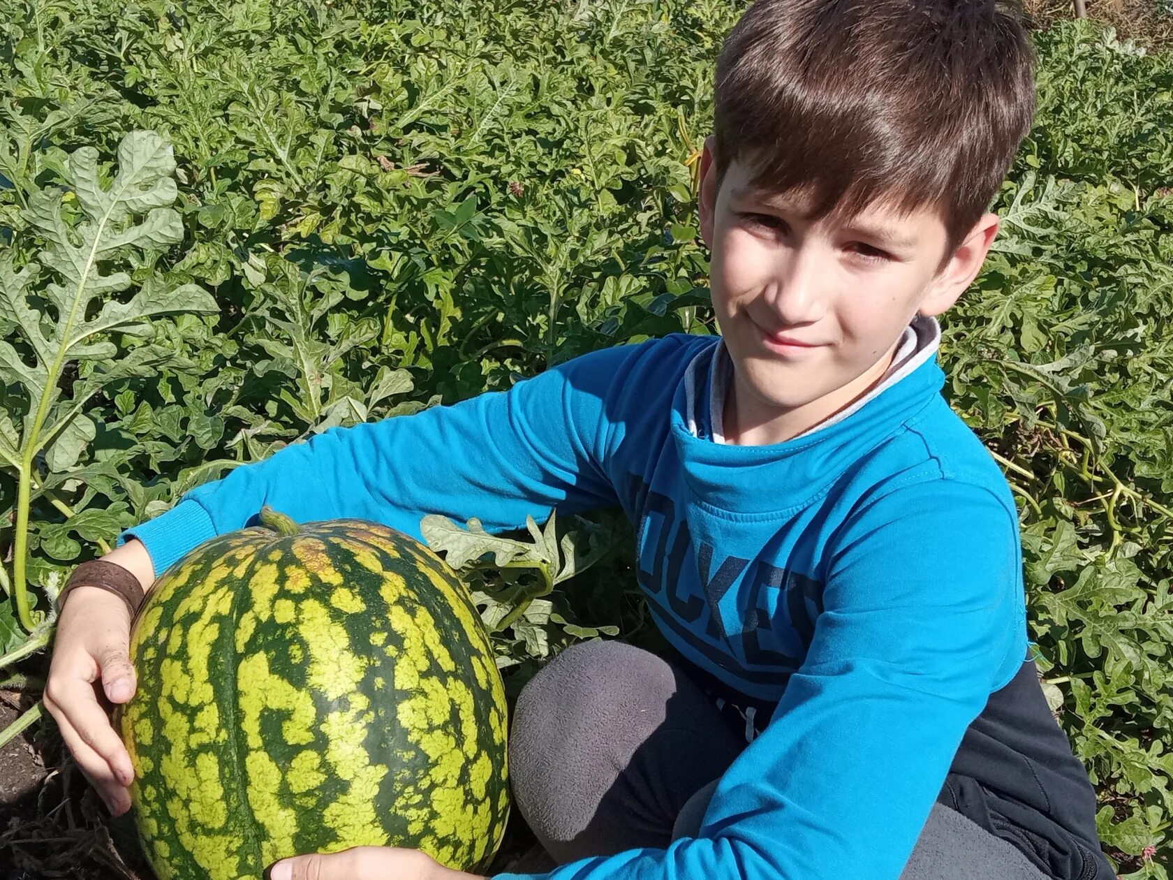 На какую тыкву прививают арбуз. Урожай арбузов. привитой арбуз. арбуз на тыквенных корнях. прививание арбуза на тыкву.