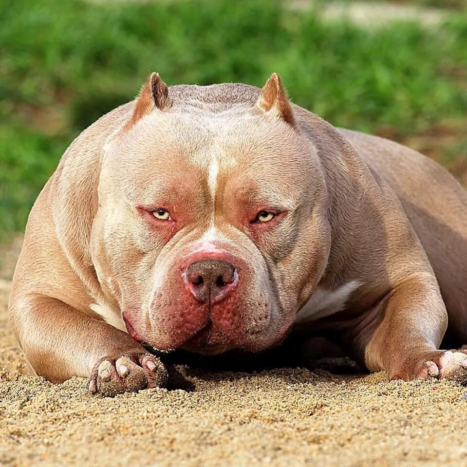 американский булли кутёнок. питбуль виды. порода американский булли. булли покет собака американский. американский булли покет стандарт.