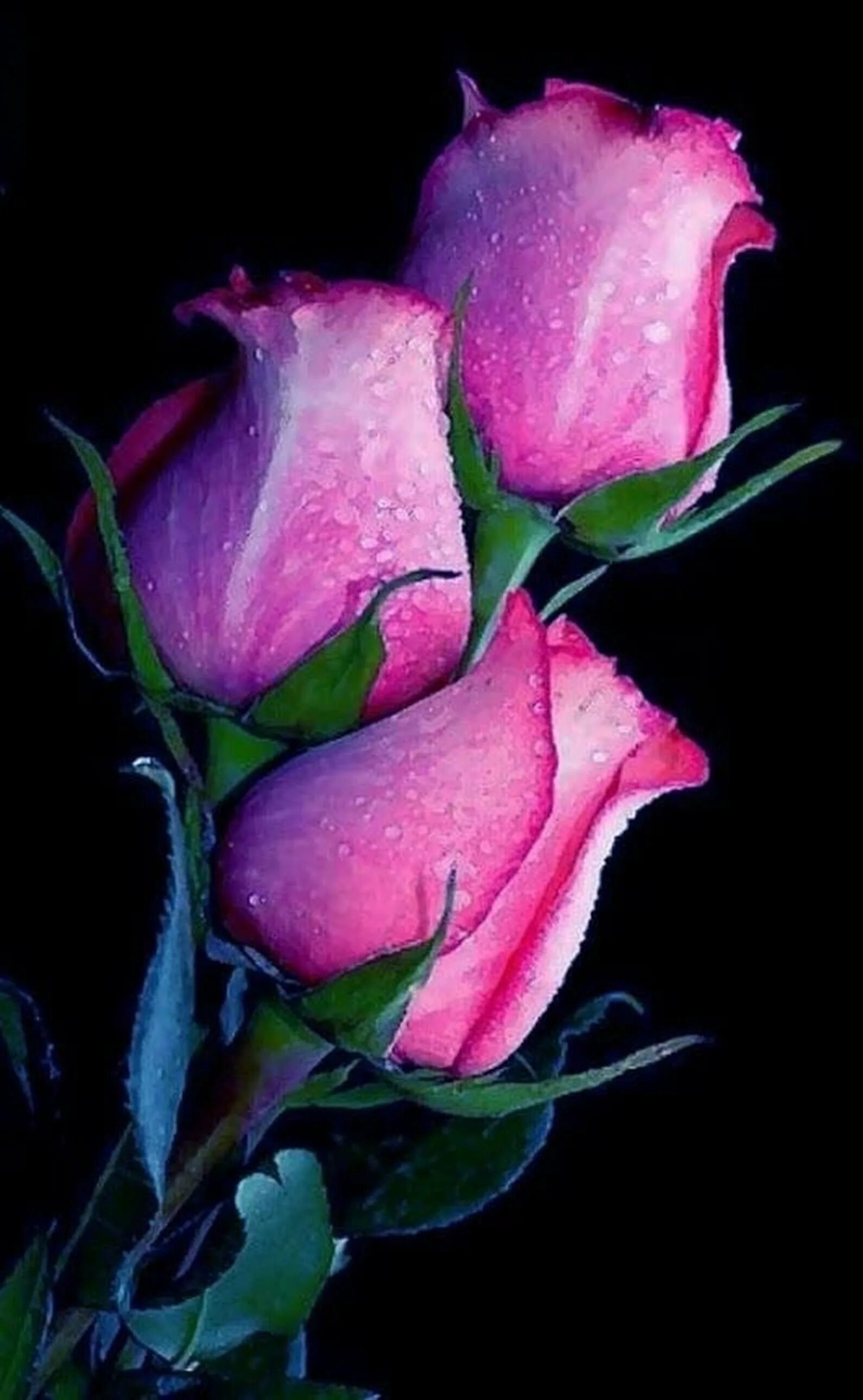 Красивые розы. Живые цветы. Розочки живые. Розовые розы. Розы на телефон вертикальные