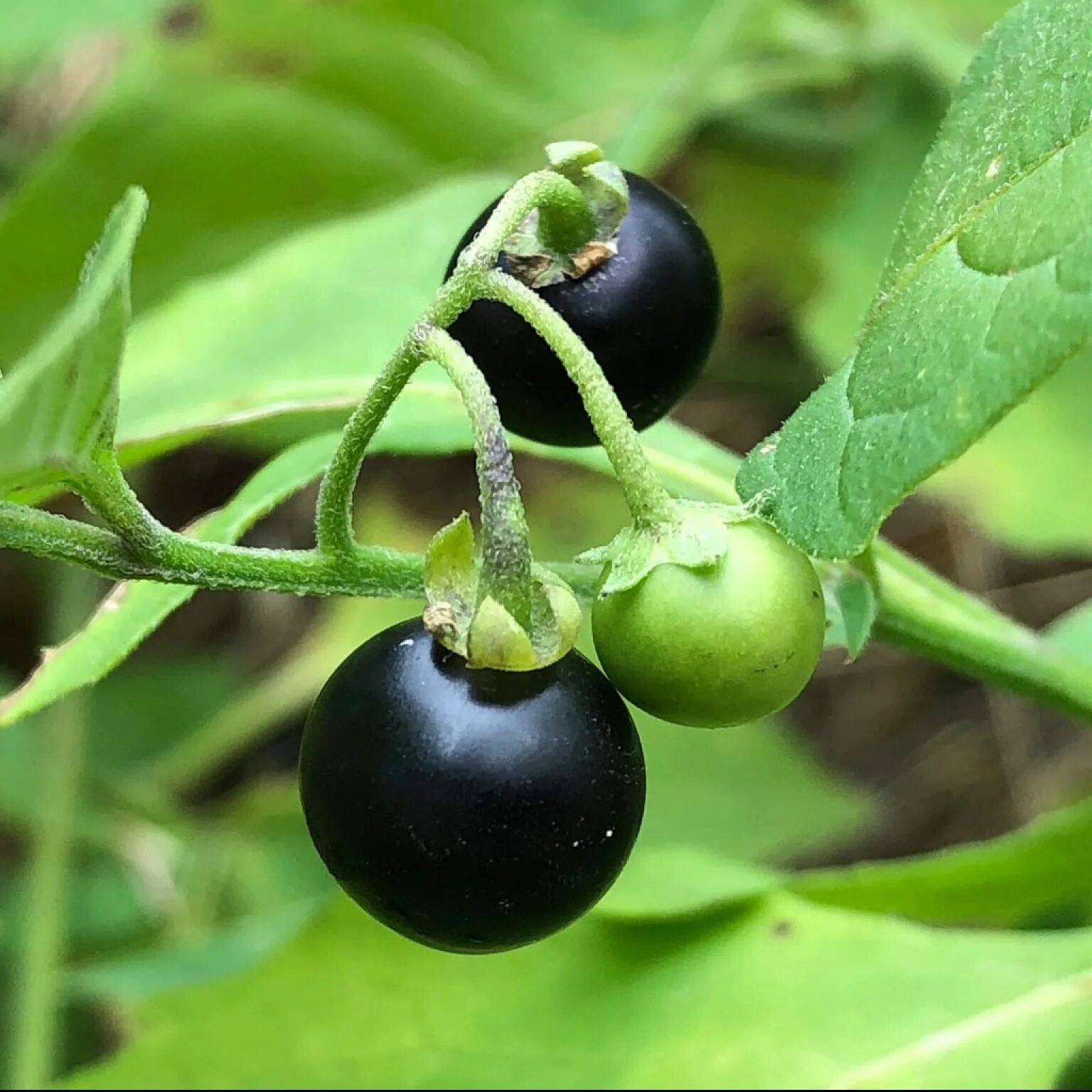 Nightshade — белладонна. Паслен ядовитый. Паслён чёрный. Паслен черный представители