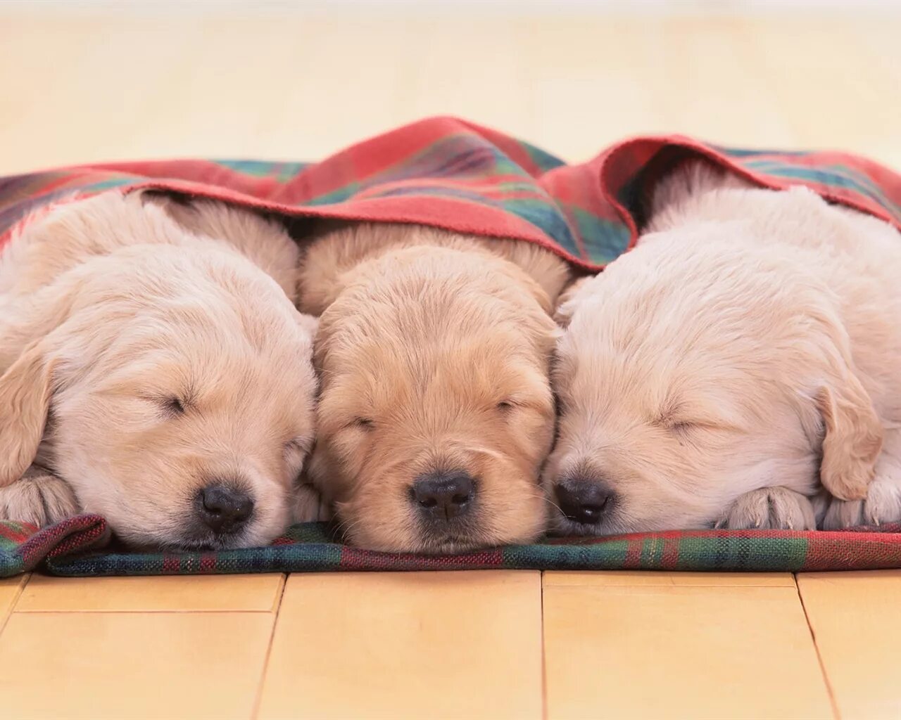 Три щенка. 3 щенков. Три щенка. Щенки. 3 щенков.