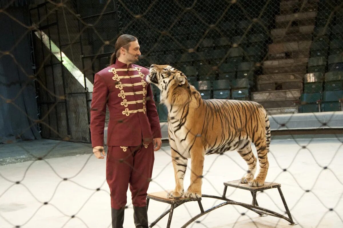 Дрессировщик тигров. Братья запашные. Бенджамин клоутер дрессировщик. Самый слабый укротитель. Цирк дрессировщик со львом.