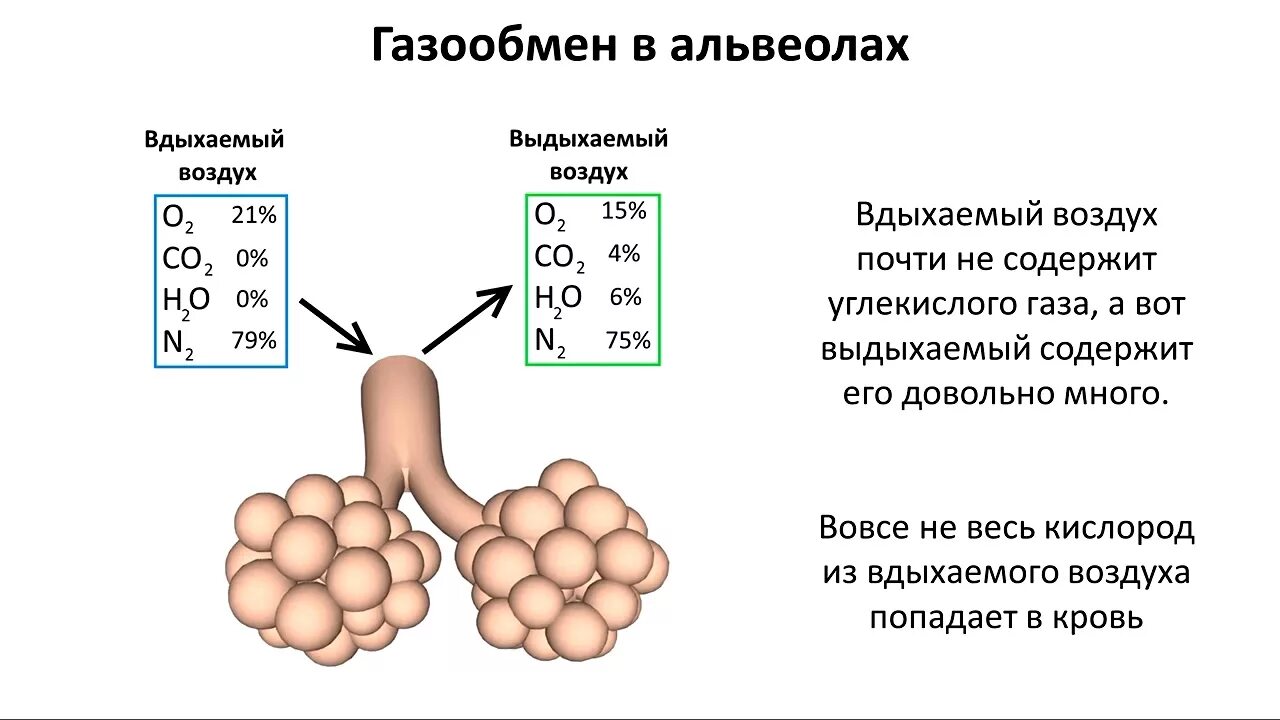 Углерод легче кислорода. Газообмен в легких и тканях. Процесс газообмена в альвеоле. Процесс газообмена в лёгких. Газообмен в лёгких схема.