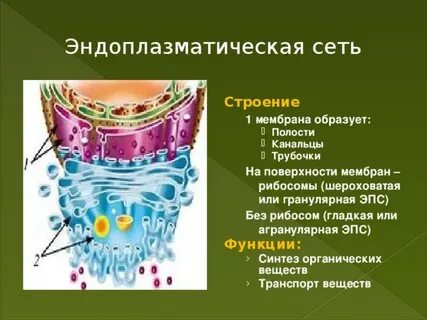Какие формы мембранных структур образуют эпс впр