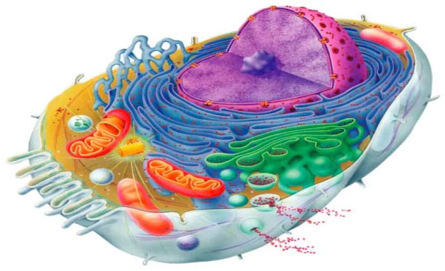 Клетка человека изображение. Строение живой клетки биология. Строение эукариотической клетки 3д. Человеческая клетка. Живая клетка человека.