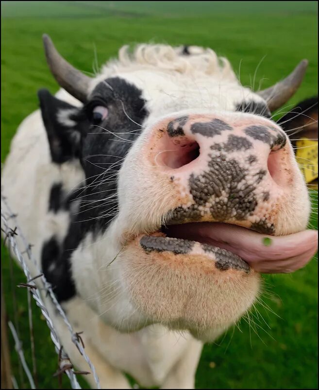 Корова слизала. Корова. Корова с высунутым языком. Корова облизывается.