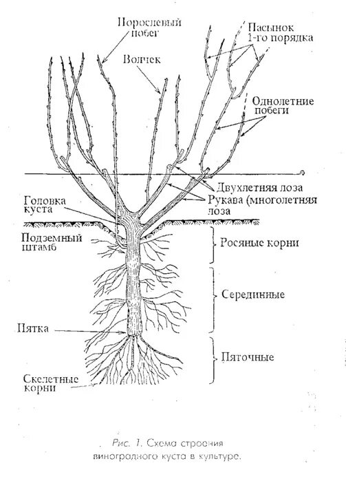 Корневая система винограда. Строение плодового кустарника. Корневая система винограда схема. Корневая система смородины схема. Корневая система виноградной лозы.