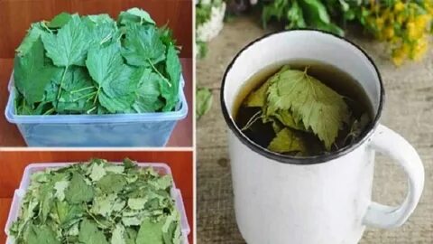 Листья на зиму для чая