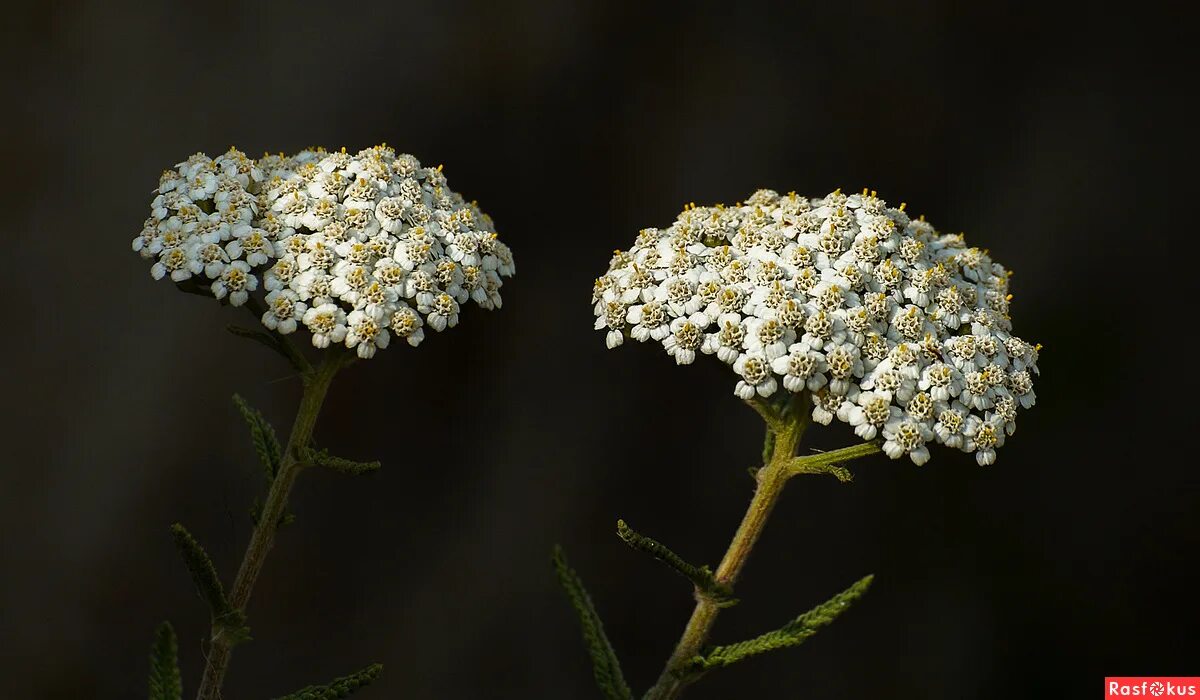 тысячелистник фото окружающий мир 2