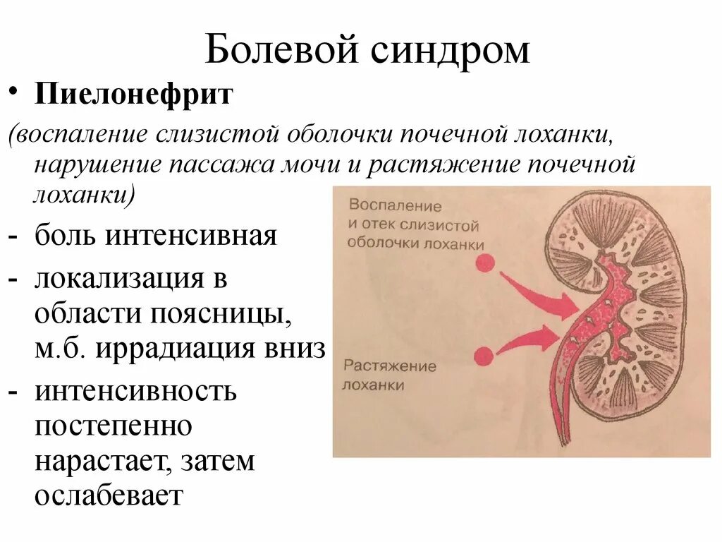 Слизистые оболочки почек