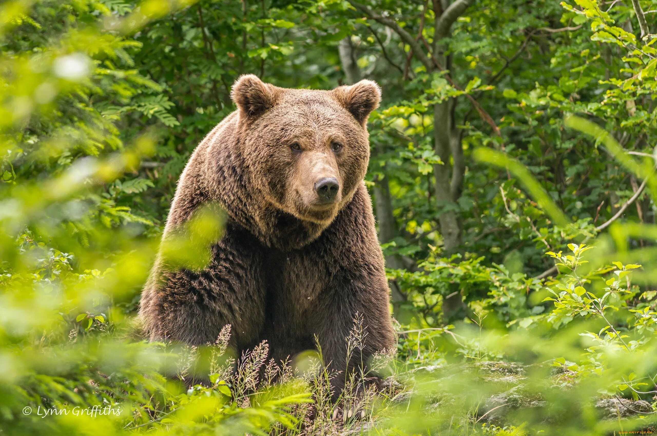 Бурый медведь. Бурый медведь Испания. Сибирский бурый медведь. Бурый медведь косолапый.