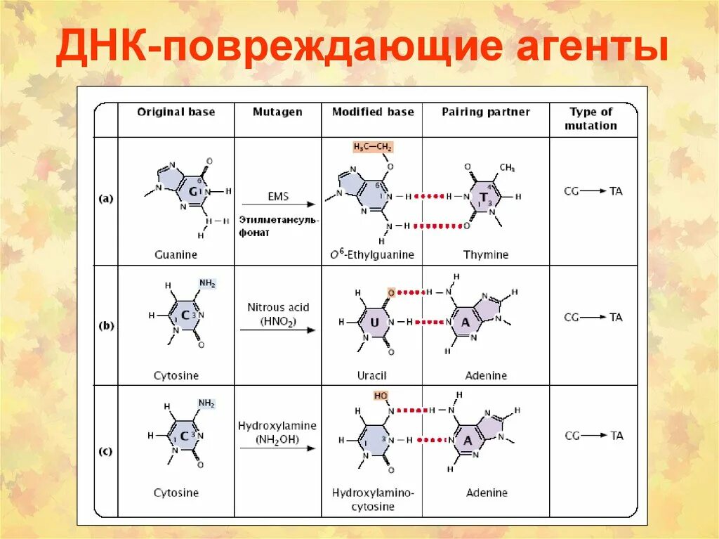 Повреждение ДНК. Поврежденная ДНК. Причины повреждения ДНК. Основные типы повреждения ДНК.