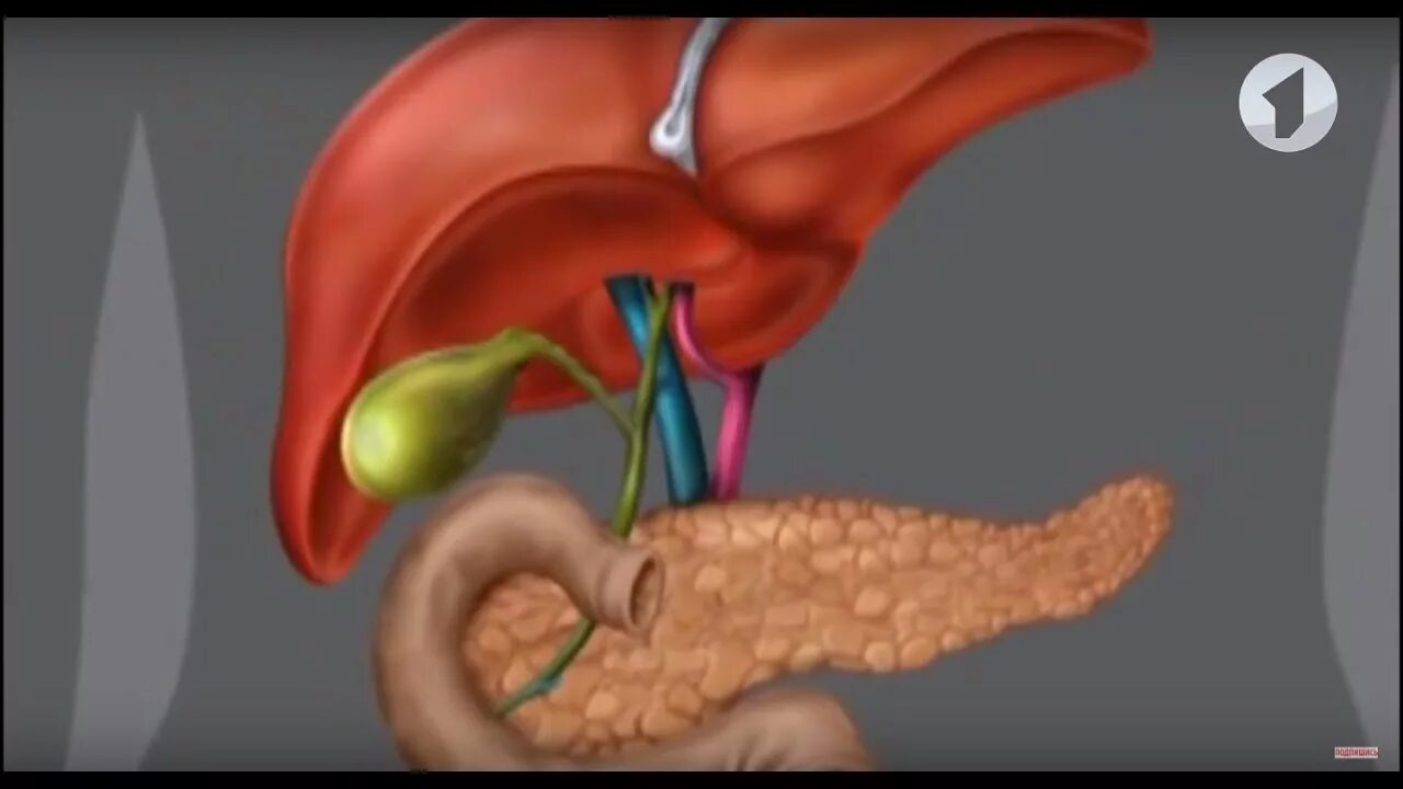 Работа печени и поджелудочной. Панкреатит гастроэнтерология. Панкреатит желчного пузыря. Печеночный панкреатит что. Желчный пузырь и поджелудочная железа.