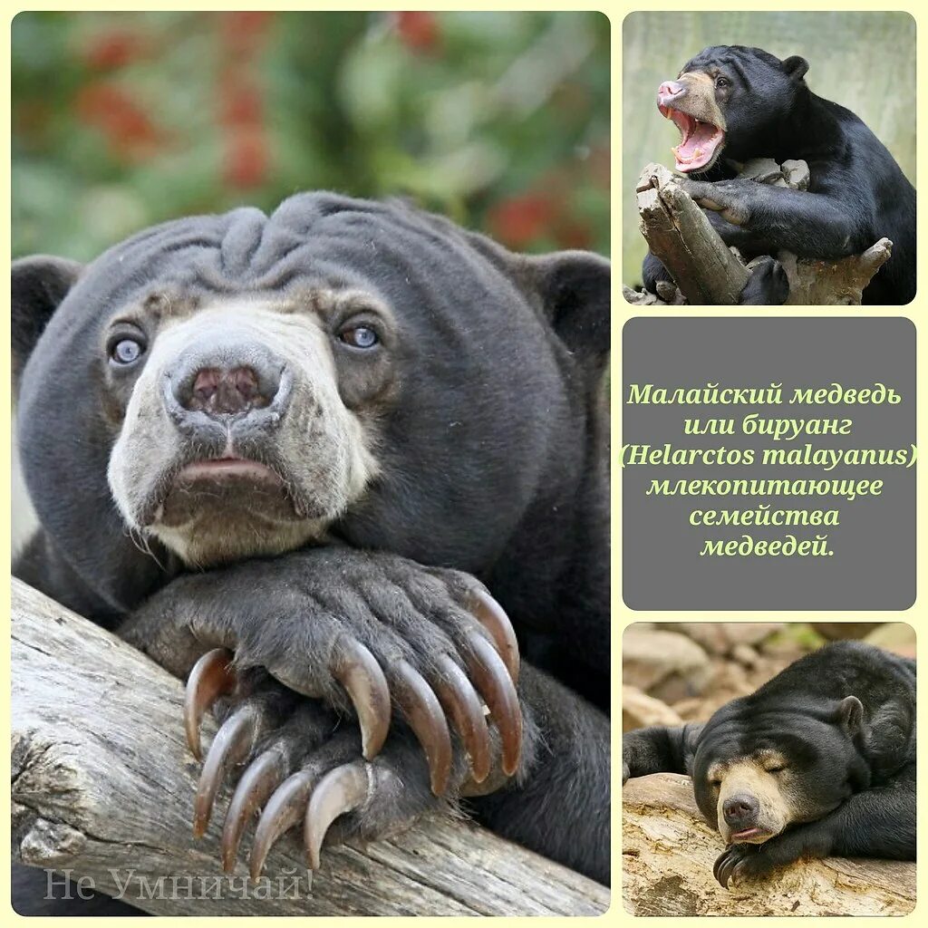 Sun Bear Perth Zoo