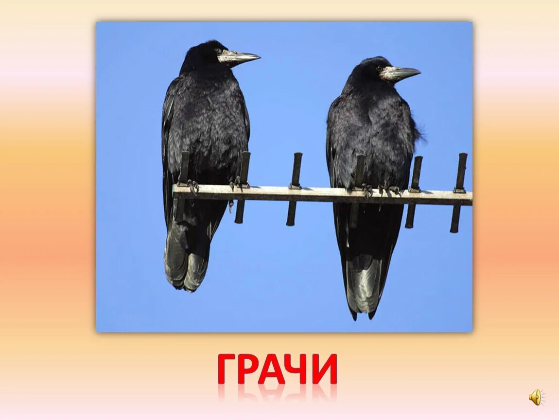 Грачи весной. Первыми прилетают Грачи. Изображение Грача. Грач для дошкольников. Грачей 1 б