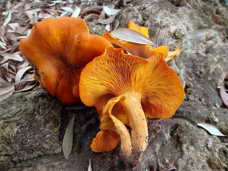 говорушка оранжевая ложная лисичка. говорушки ложные лисички. съедобные грибы лисички. говорушка оранжевая ложная лисичка. говорушка оранжевая ложная лисичка.