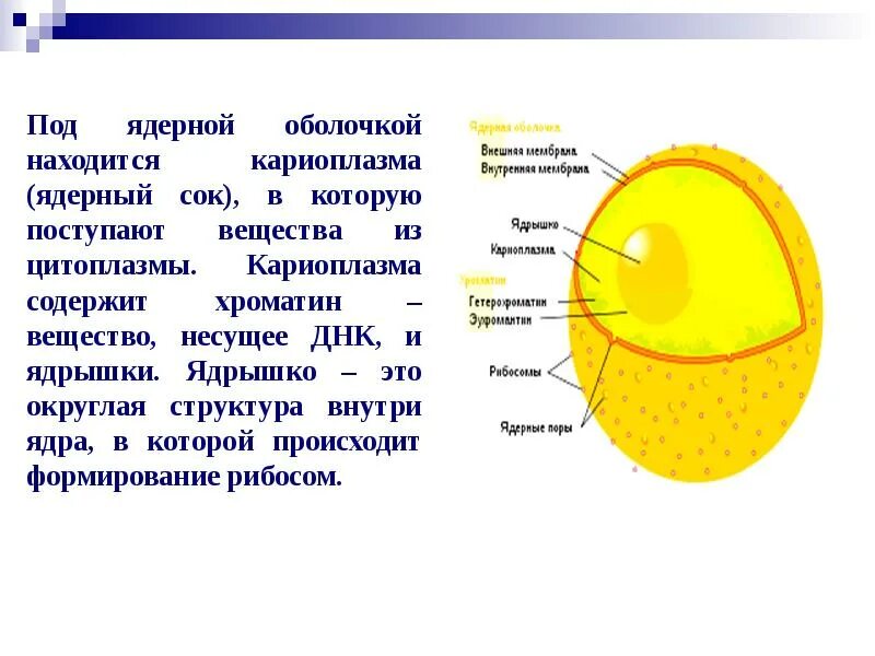 Какая структура отделяет ядро от цитоплазмы. Ядерный сок кариоплазма строение. ядро ядерная мембрана кариоплазма ядрышки. схема ядро мембрана ядерный сок хроматин. нуклеоплазма и кариоплазма.