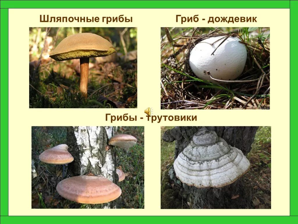 По типу питания гриб трутовик является кем. Трутовик сапрофит. Трутовик шляпочный гриб или нет. Гриб трутовик майский. Гриб трутовик белый.