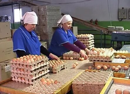 Кировская птицефабрика