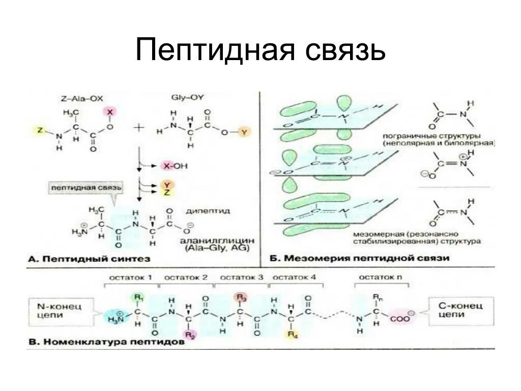 Пептидная связь аминокислот формула. Пептидная связь химическая структура. Строение пептидной связи аминокислот. Пептидная связь химическая природа пептидной связи.