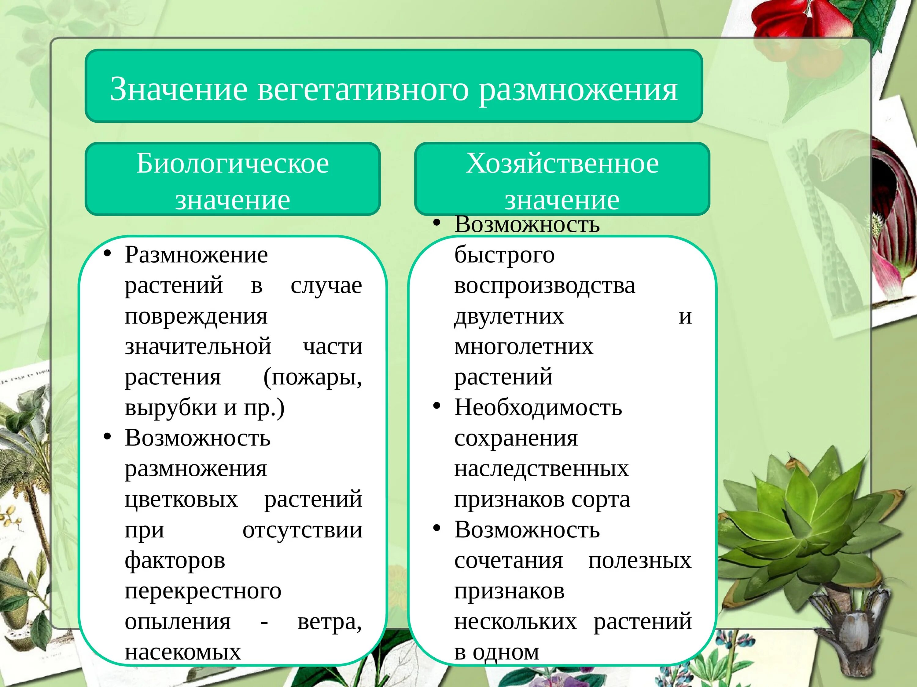 Вегетативное размножение. Значение вегетативного размножения. Значение вегетативного размножения растений. Хозяйственное значение вегетативного размножения. Какая наука изучает процесс размножения растений