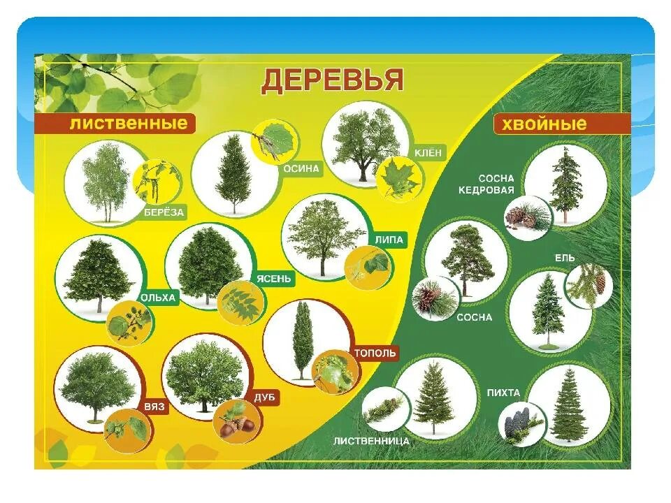 Хвойные и лиственные. Лиственные деревья. Лиственные деревья перечень. Название деревьев и кустарников. Лиственные деревья для детей дошкольного.