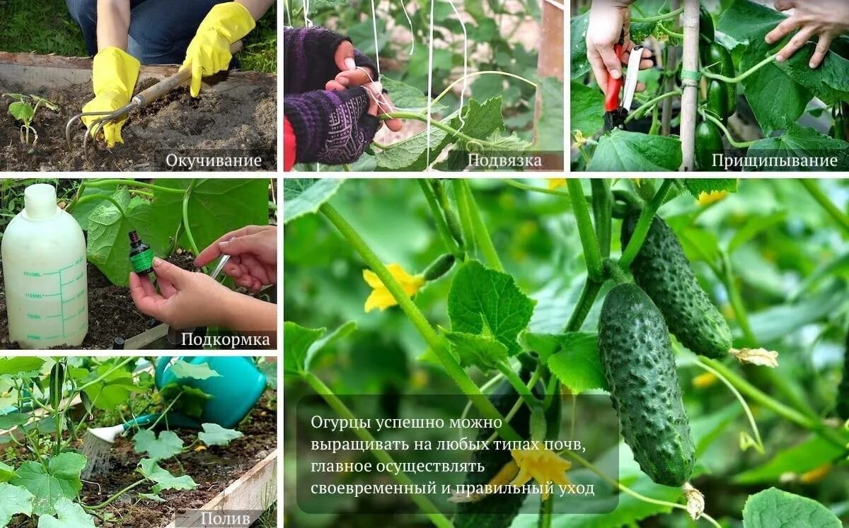 Как ухаживать огурцов. Уход за огурцами. как ухаживать за огурцами. ухаживание за огурцами в открытом грунте. как правильно сажать и ухаживать за огурцами.
