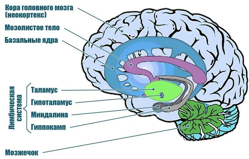 Лимбическая система гиппокамп миндалевидное тело. Строение мозга человека гиппокамп. Строение мозга лимбическая система неокортекс. Неокортекс это простыми словами