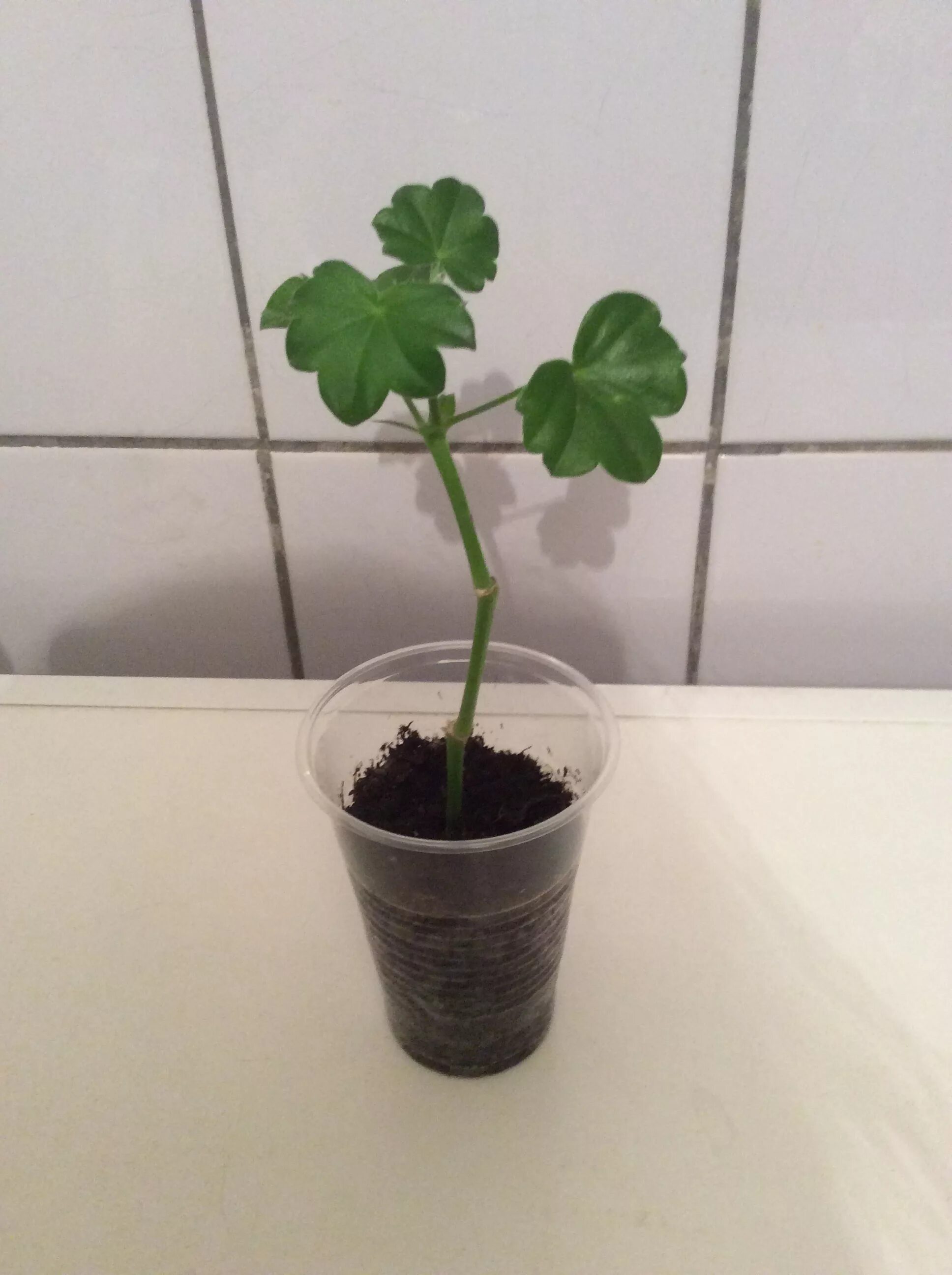 Укоренение плющелистной пеларгонии. Черенкование пеларгонии плющелистной ампельной. Пеларгония плющелистная ампельная размножение черенками. Черенки пеларгоний плющелистных. Черенок ампельной герани.