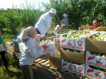 Ксп светлогорское