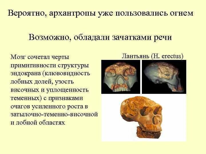 Архантропы особенности строения. Черты архантропов. Архантропы черты строения. Стадия архантропов. Стадия архантропов. Древнейшие люди.