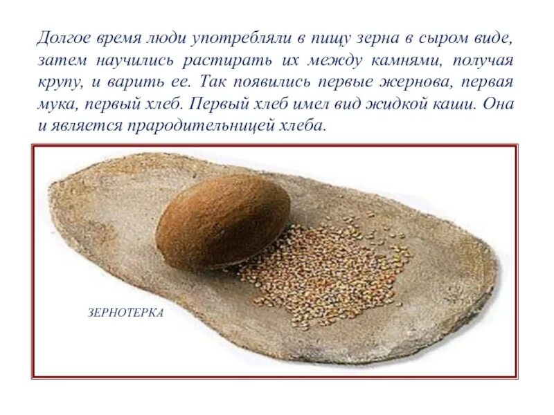 Первый хлеб текст. Древний хлеб. Первый хлеб в виде каши. Растирание зерен камнями. Зёрнышко древнего человека.