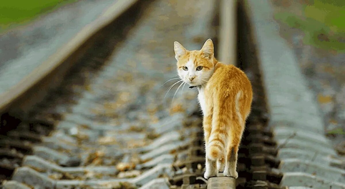 Кот ушел из дома весной. Кот уходит. Уходящая кошка. Кошка уходящая вдаль. Железная дорога и кошка.