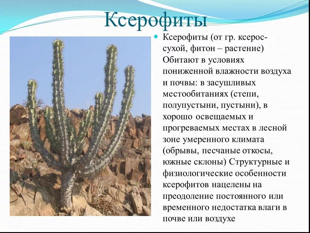 Выберите признаки приспособленности алоэ к недостатку влаги. Ксерофиты растения пустынь. Ксерофиты в пустыне. Ксерофиты (растения сухих мест обитания) алоэ. Ксерофиты Калмыкии.