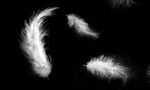 Flying feather