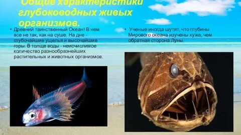 Глубоководный как пишется