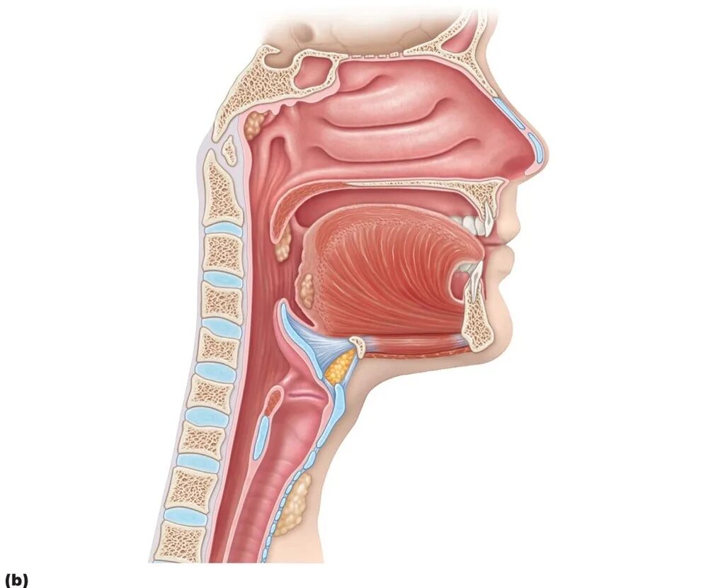 Larynx трахея.