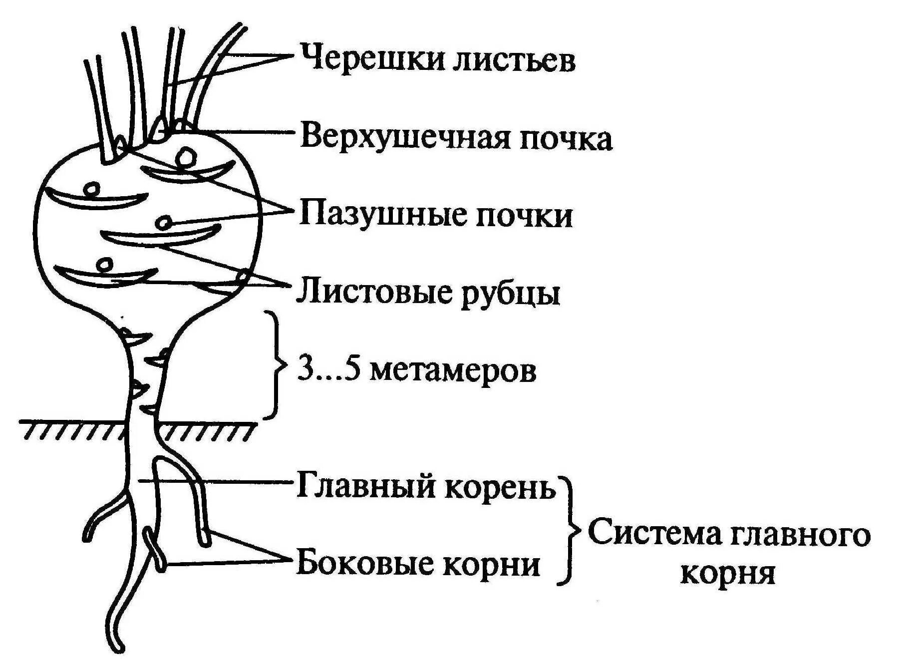 Капуста видоизмененный корень. Надземный клубень капусты кольраби строение. Капуста кольраби строение. Надземные клубни кольраби. Клубень кольраби строение.