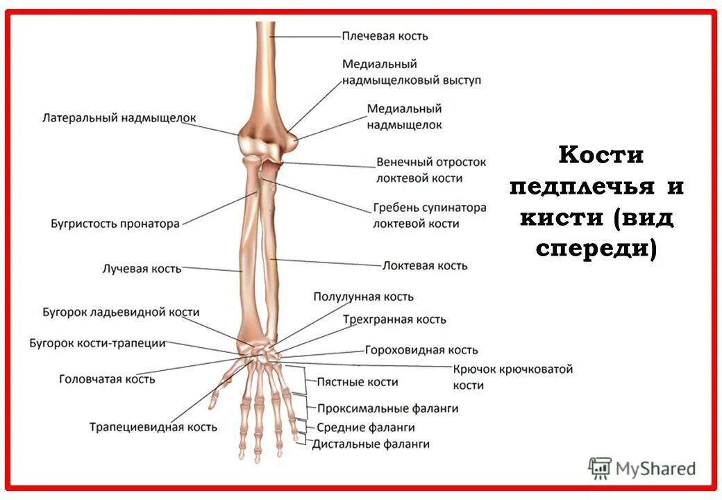 лучевая кость руки строение. лучевая кость предплечья строение. кости предплечья строение. какие кости находятся в предплечье. кости правого предплечья вид спереди.