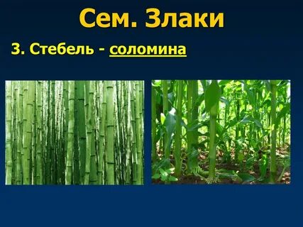 Соломина биология