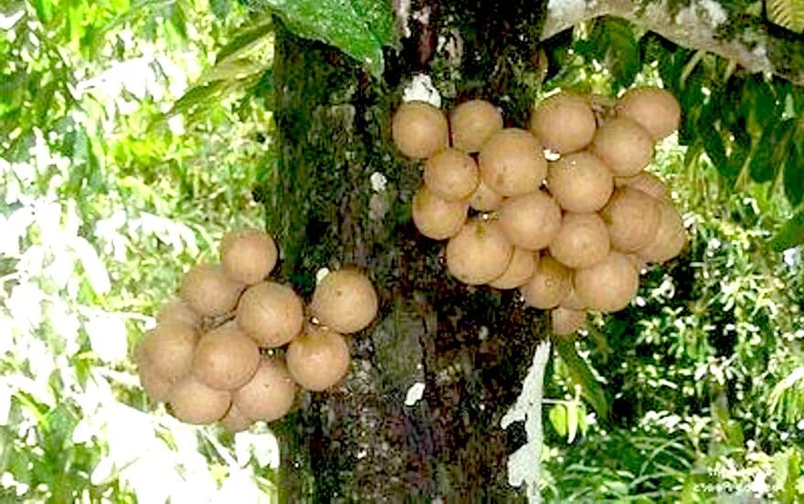 Дерево Кепель. Stelechocarpus burahol. Плоды дерева Кеппел. Картофельное дерево плоды.